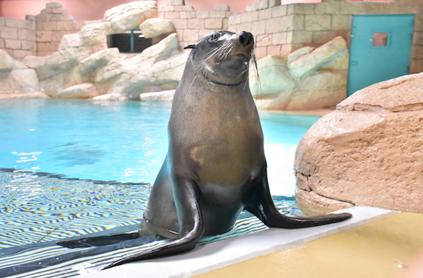Marine Encounters - activity zone at Aquaventure World Dubai