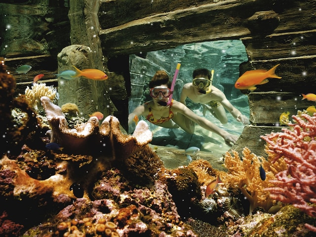 Snorkelling Pool - swimming pool at Center Parcs De Vossemeren