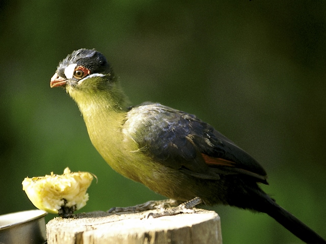 Nature Discovery - activity zone at Center Parcs Het Heijderbos: Animal care