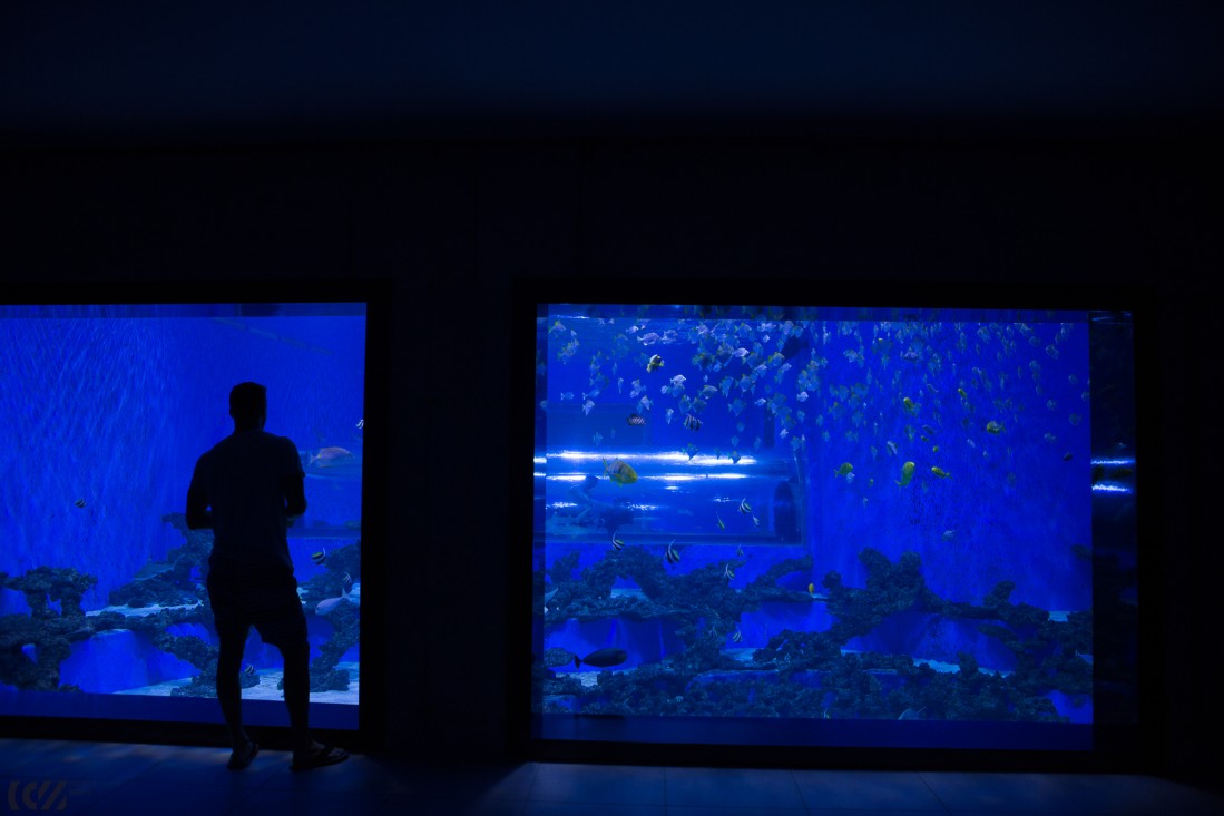 Shark Aquarium - activity zone at Aquapark Reda