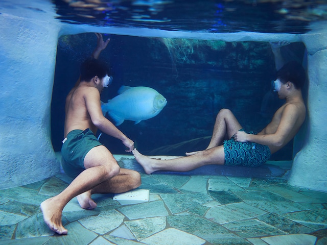 Cenote Pool - swimming pool at Center Parcs Le Bois aux Daims