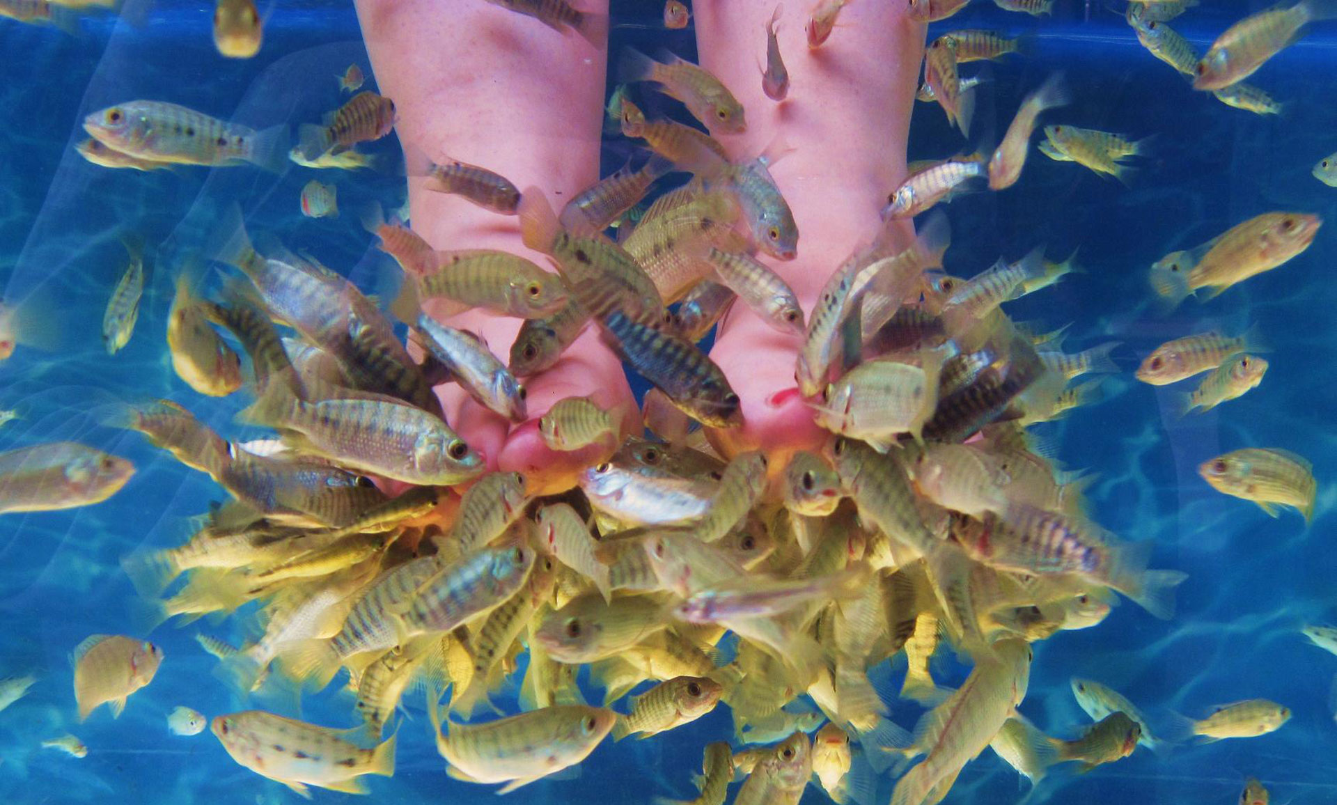 Fish spa - wellness area at Acqua Plus