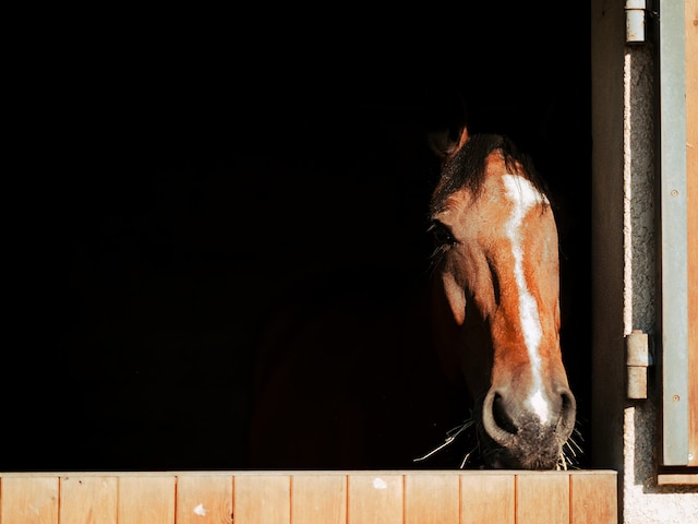 Horse Riding - service area at Center Parcs Het Heijderbos