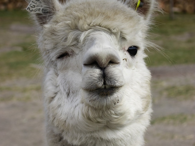 Alpaca walk - service area at Center Parcs De Vossemeren