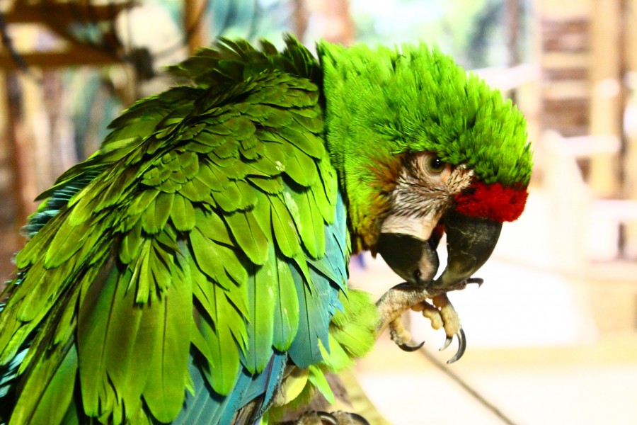 Parrot House - service area at Aquapark Reda