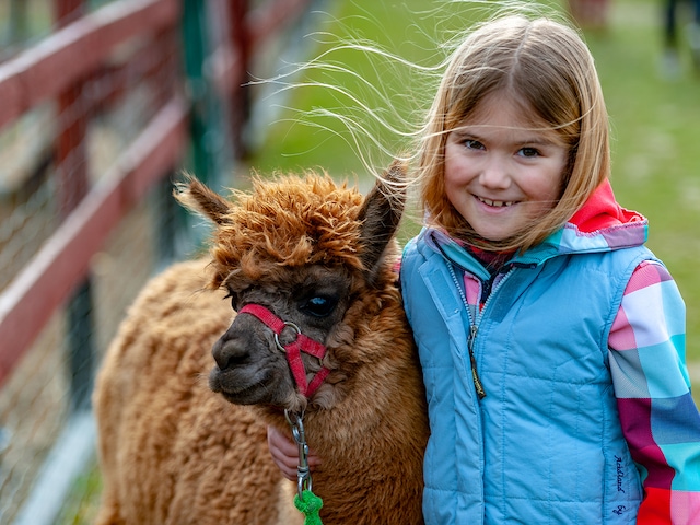 Alpaca walk - service area at Center Parcs Park De Haan