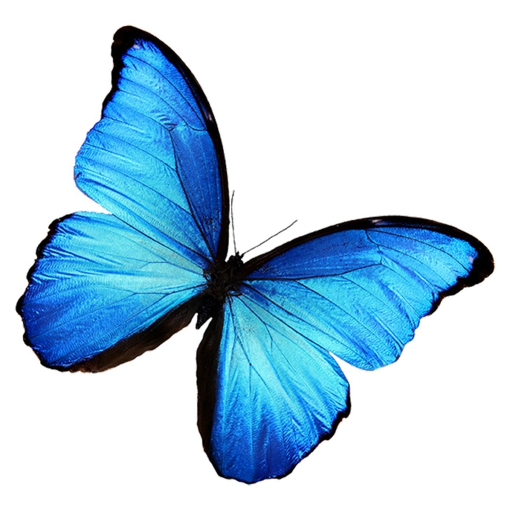  Butterfly Garden - activity zone at Marineland Catalunya