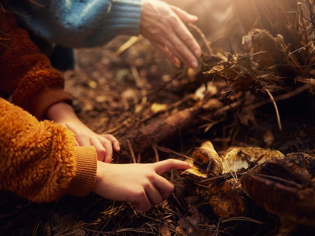 Nature Discovery - activity zone at Center Parcs Le Bois aux Daims: Digital Nature Discovery